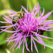 Biene auf Flockenblume