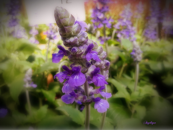 Salvia farinacea........Bon dimanche à tous ❤️