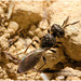 IMG 9991 Parasitoid Wasp
