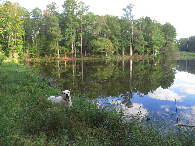 Branco resting by the pond