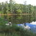 Branco resting by the pond