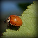 Coccinelle asiatique