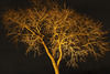 Elm in a Spotlight 02