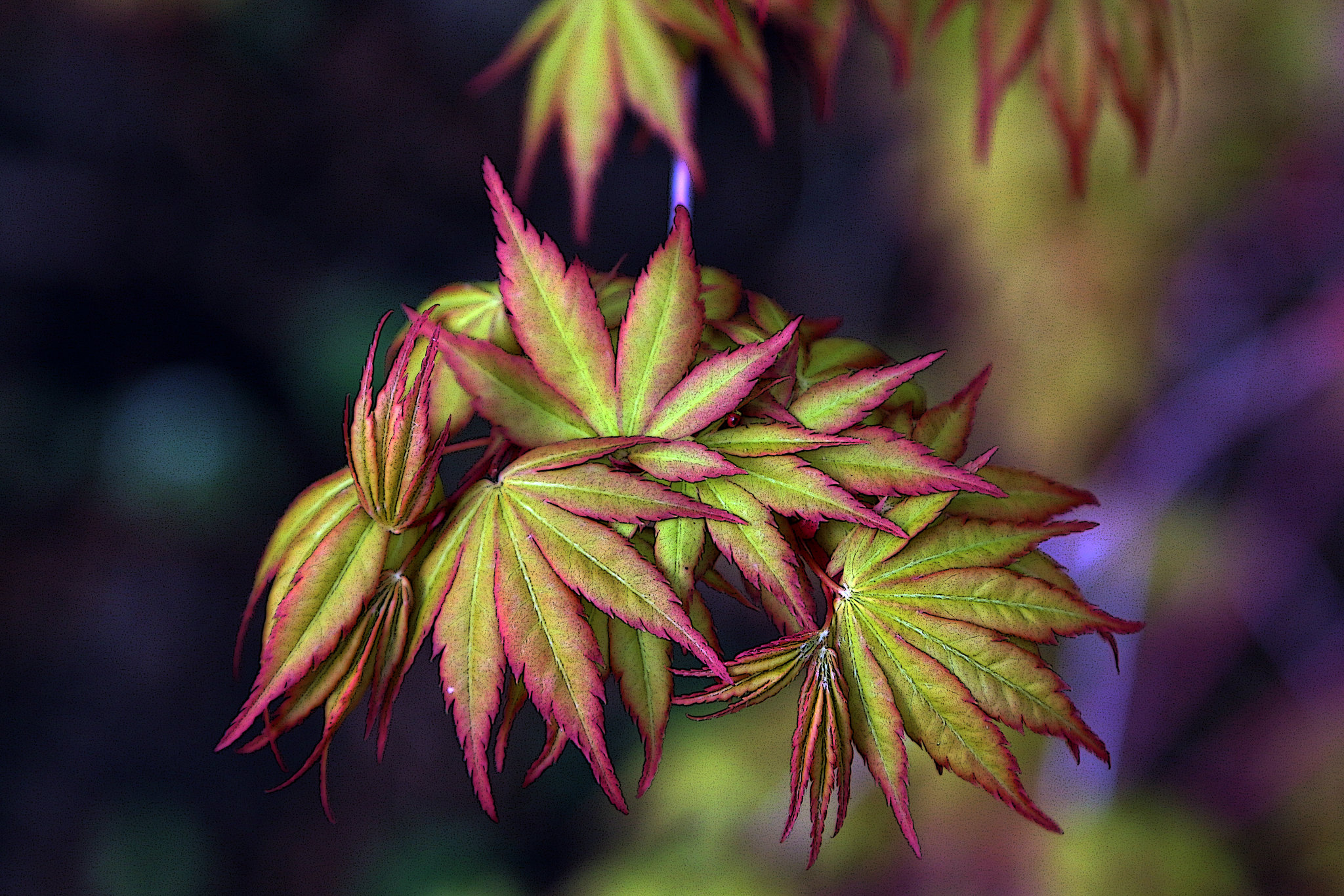 Voici donc les longs jours , lumière , amour , délire ! Voici le printemps ! .........Victor Hugo