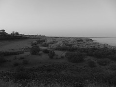 Mangroves, Broome, WA