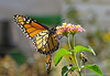 Monarch butterfly (Danaus plexippus)21-10-2015