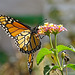 Monarch butterfly (Danaus plexippus)21-10-2015