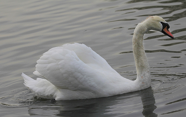 Cygne d'étang....