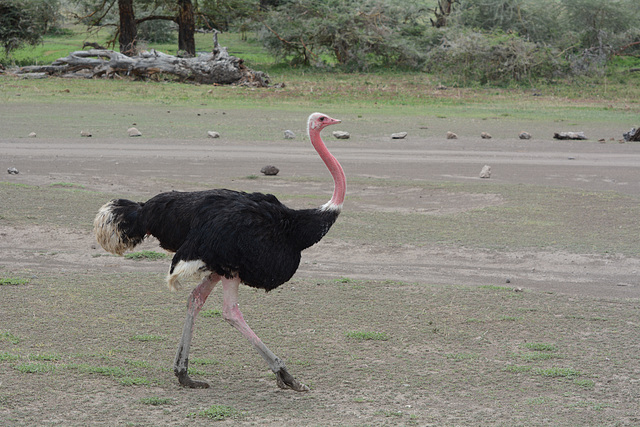 Ngorongoro, Common Ostrich