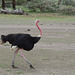 Ngorongoro, Common Ostrich