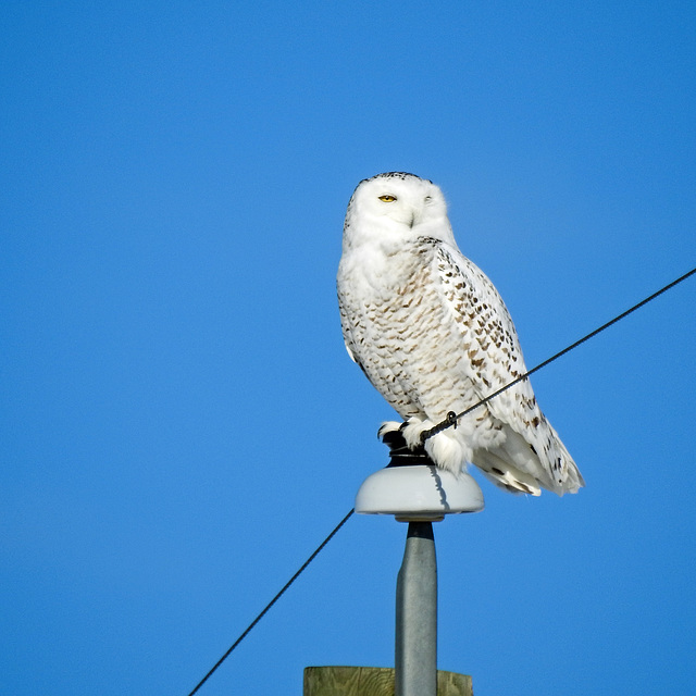 Snowy Owl #2 of three, from far away