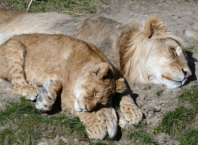 La sieste c'est sacré!