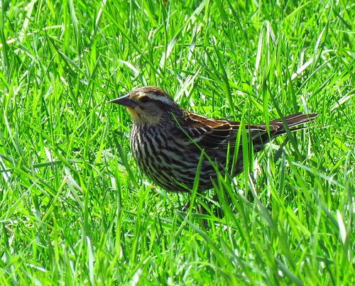 Female Red-winged Blackbird.