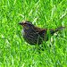 Female Red-winged Blackbird.