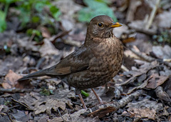 Female blackbird12