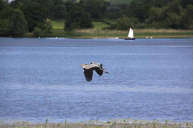 Llangorse Heron