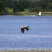 Llangorse Heron