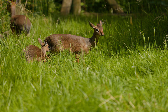 Dik-Dik