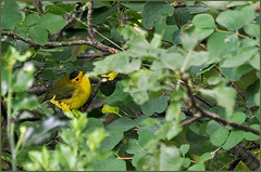 Mr Wilson's warbler