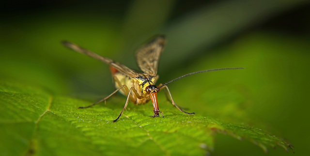 Die Skorpionsfliegen (Panorpidae) hat sich vor mir auf die Knie begeben :))  The scorpion fly (Panorpidae) got down on its knees in front of me :))  La mouche scorpion (Panorpidae) s'est agenouillée d