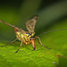 Die Skorpionsfliegen (Panorpidae) hat sich vor mir auf die Knie begeben :))  The scorpion fly (Panorpidae) got down on its knees in front of me :))  La mouche scorpion (Panorpidae) s'est agenouillée devant moi :))