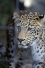 Leopard Aman (Wilhelma)