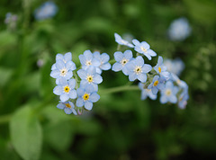 Forget Me Not...