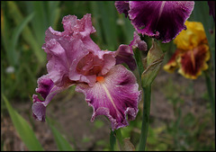 Iris Barocco (1)