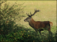 CERF A CHAMBORD