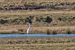 20150308 7259VRTw [D~PB] Reiher, Steinhorster Becken, Delbrück