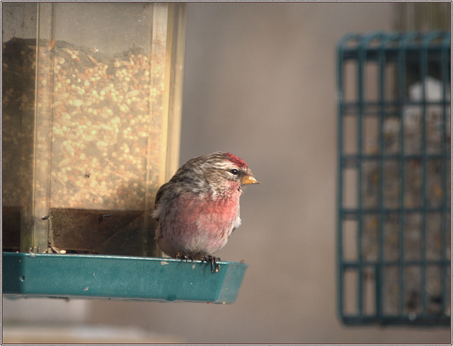 Redpoll