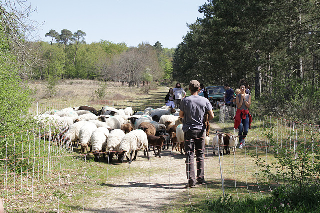 Transhumance du 5 mai 2016