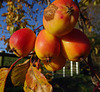 Malus fruit