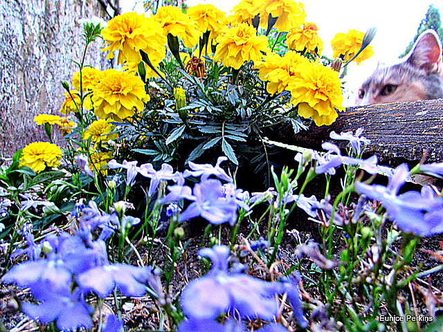Lobelia And French Marigolds.