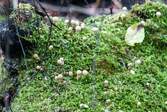 Fungi at Eastham Woods.2jpg