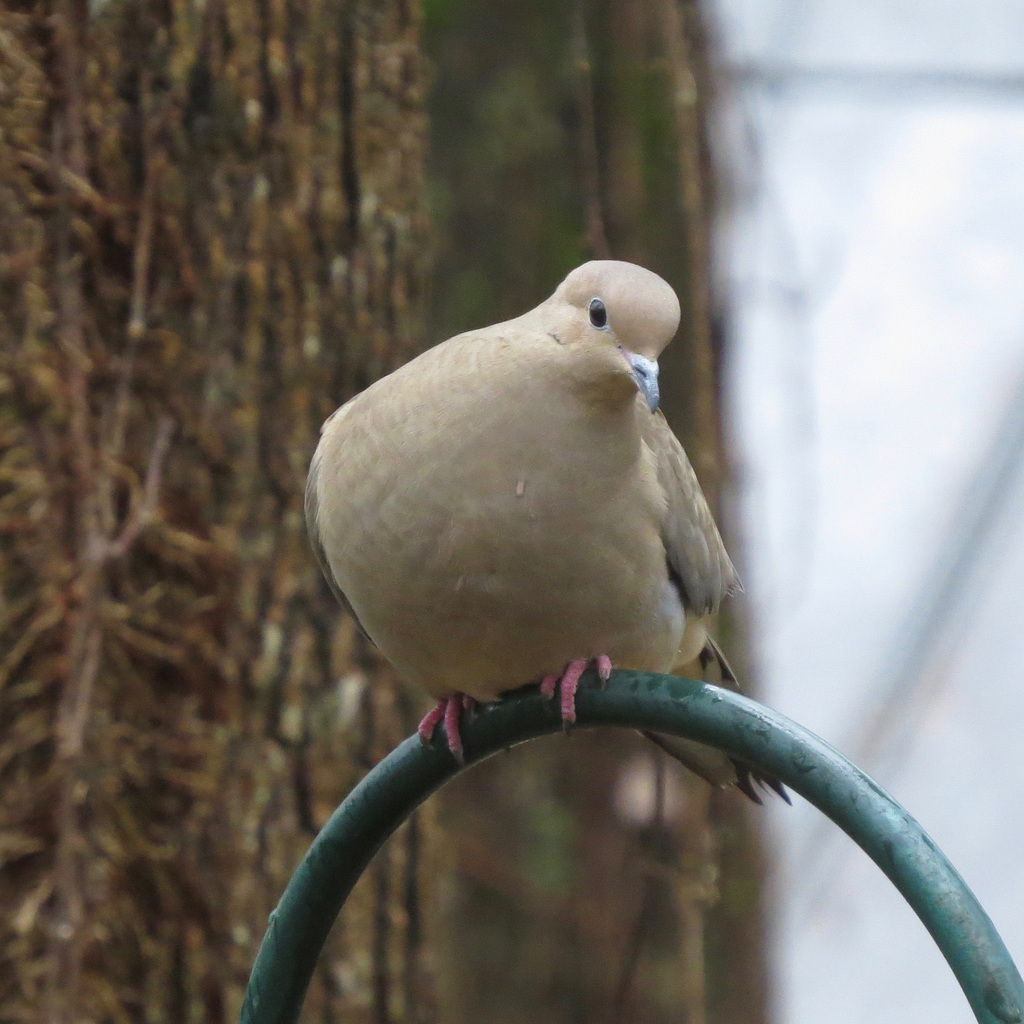 Mourning dove (Zenaida macroura)