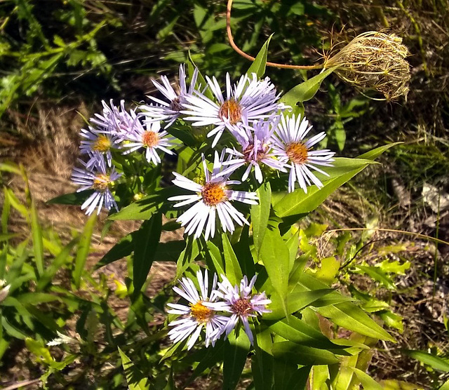 Smooth Aster, Michigan wildflower