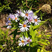 Smooth Aster, Michigan wildflower