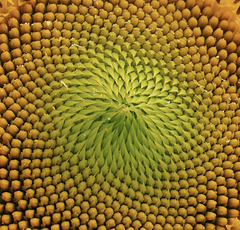 Fibonacci