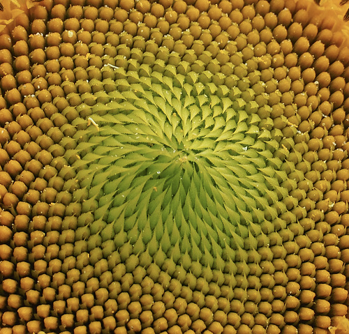 Fibonacci