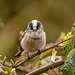 Long tailed tit