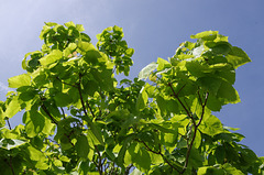 Indian bean tree and sky