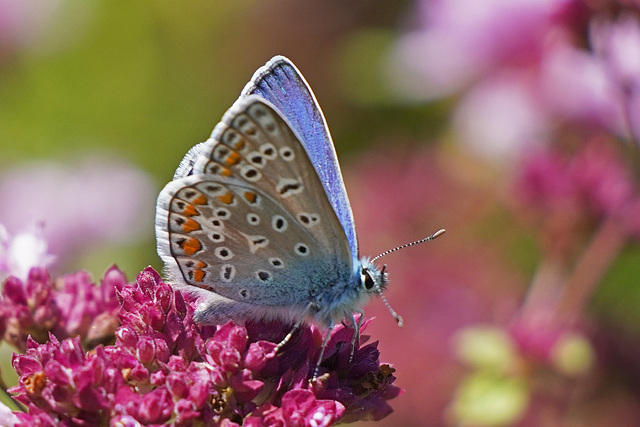 Hochsommer - Midsummer