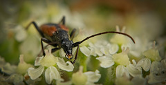 Der Kleiner Schmalbock (Stenurella melanura) mit seinen langen Antennen :)) The Lesser Longhorn Beetle (Stenurella melanura) with its long antennae :)) Le capricorne des marais (Stenurella melanura) avec ses longues antennes :))