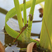 Newly emerged dragonfly