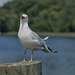 Pigeononpier01