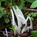 Fairy Fingers