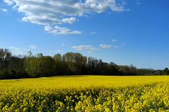 Champs de colza à Boncourt