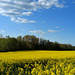 Champs de colza à Boncourt