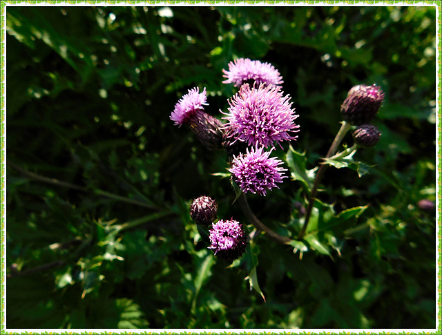 A la réserve naturelle de Romelaere (62)